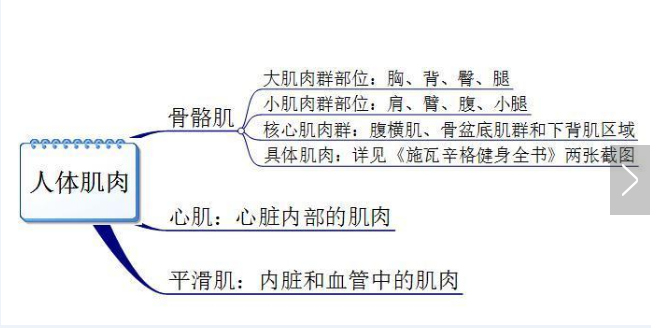 你真的認識你身體的肌肉嗎？